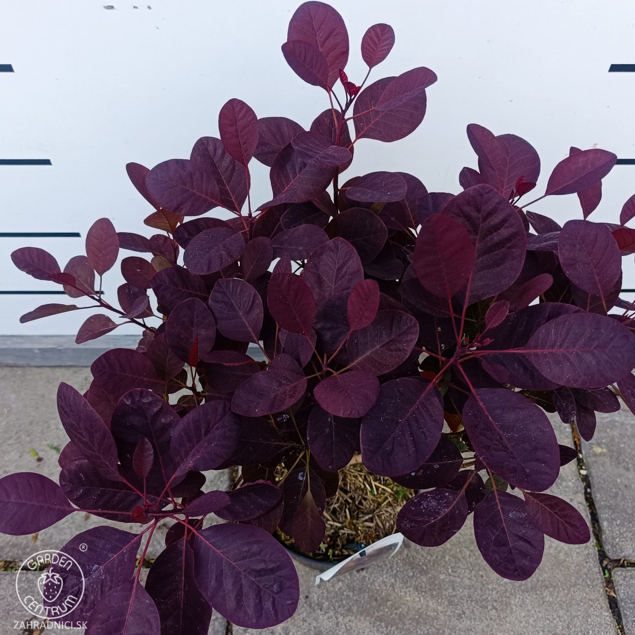 Obrázok Škumpa vlasatá (Cotinus coggygria) ´ROYAL PURPLE´- výška 40-60 cm, kont. C2L